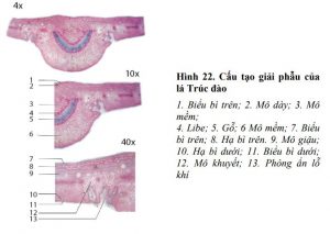 giải phẫu lá trúc đào