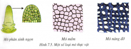 mô thực vật