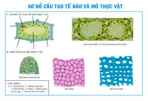 mô thực vật