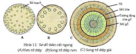 hình thái rễ cây