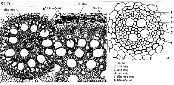 giải phẫu thân cây