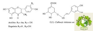 Cây Khúc Khắc