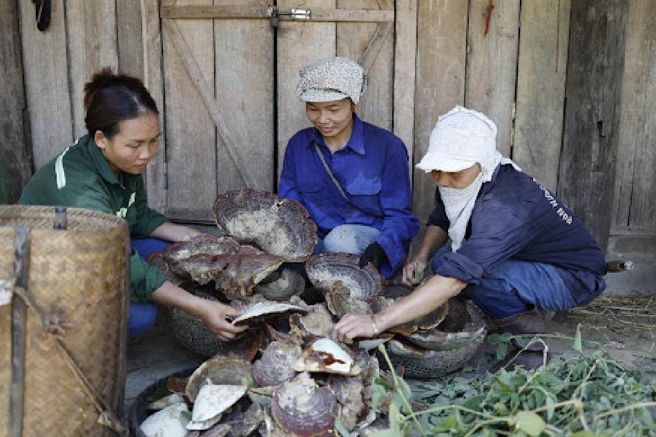 Hình ảnh người dân bản địa hái nấm linh chi