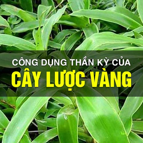 Hình ảnh của cây lược vàng