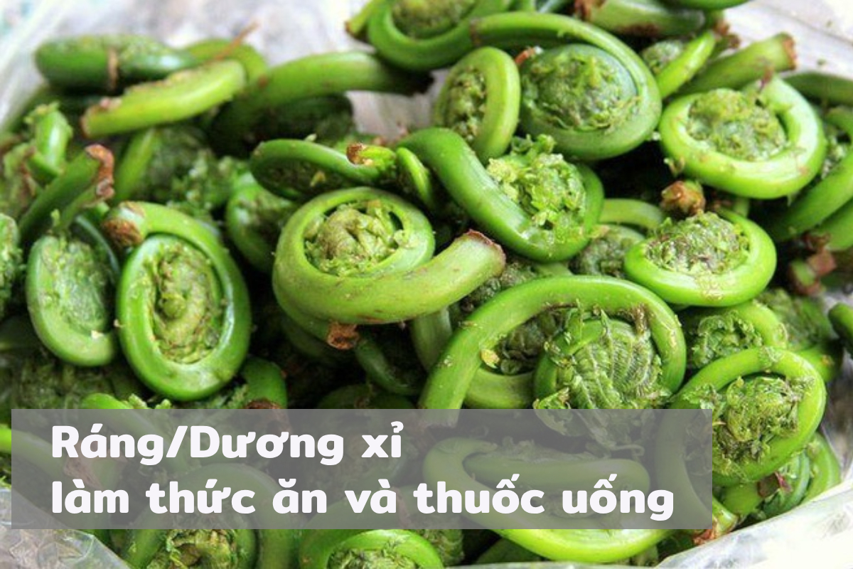 Ráng/Dương xỉ sử dụng làm thức ăn và thuốc uống