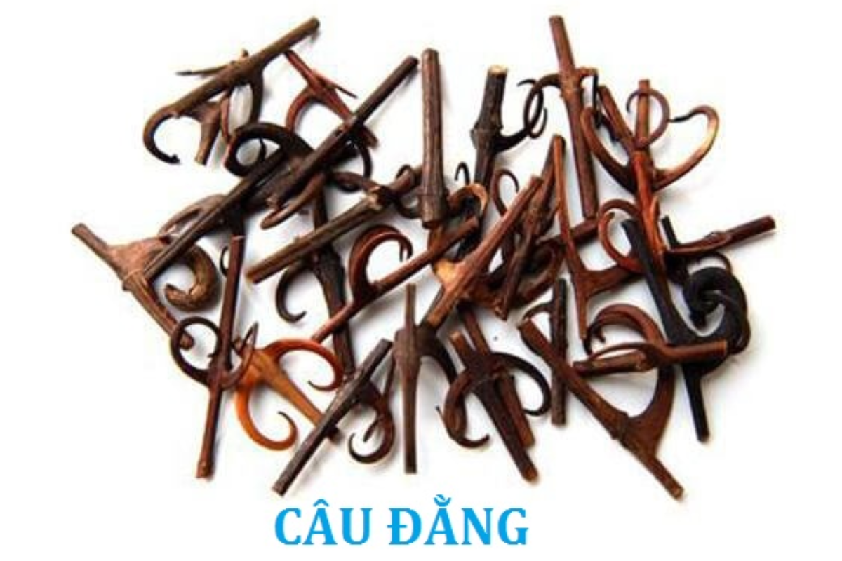 Vị thuốc Câu đằng